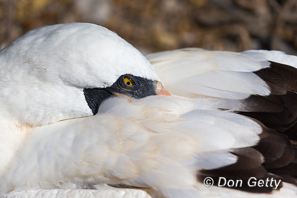 Nazca Booby