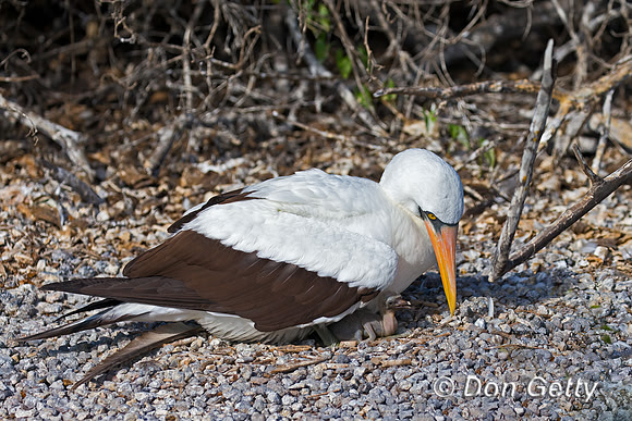 Nazca Booby