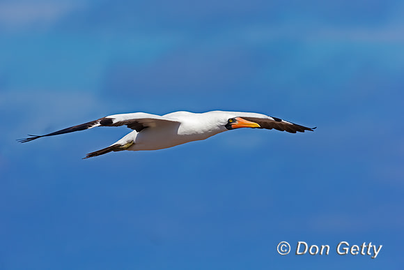Nazca Booby