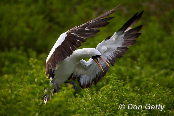 Nazca Booby