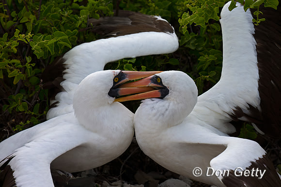 Nazca Booby