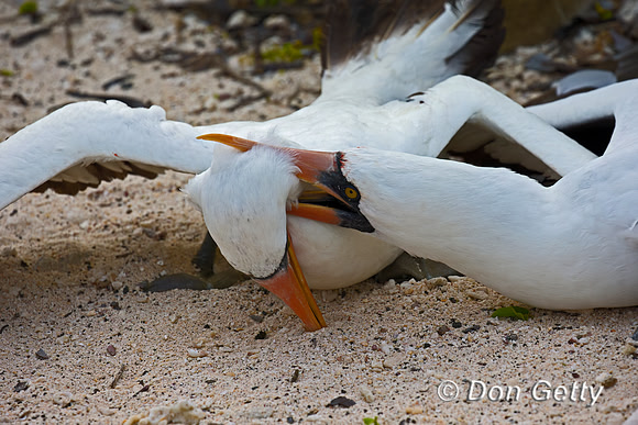 Nazca Booby