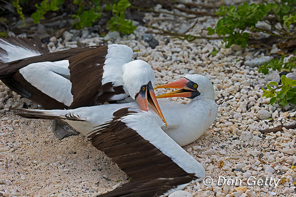 Nazca Booby