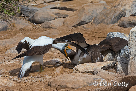Nazca Booby