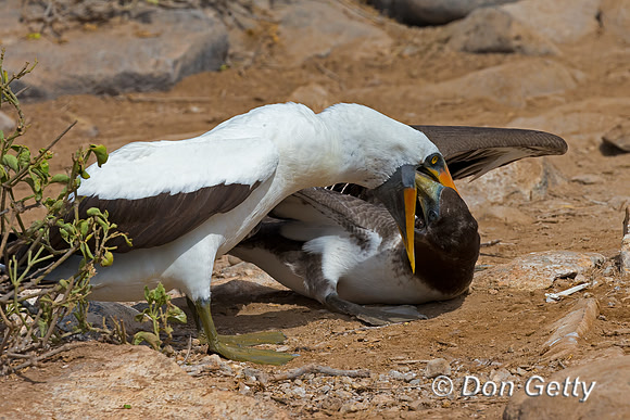 Nazca Booby