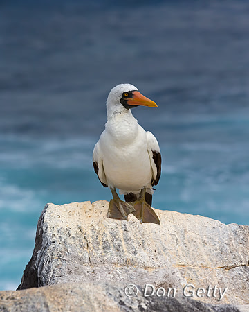 Nazca Booby