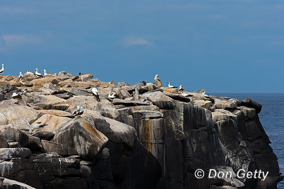 Nazca Booby