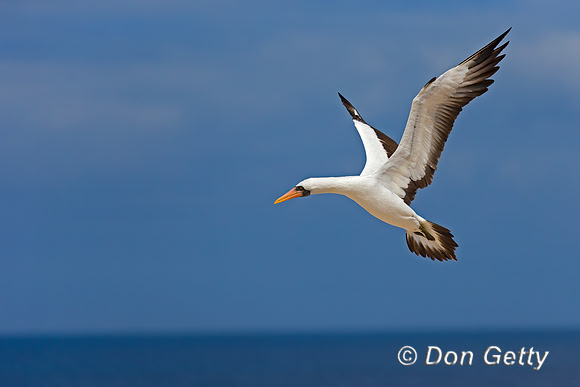 Nazca Booby