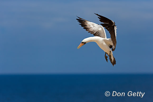 Nazca Booby