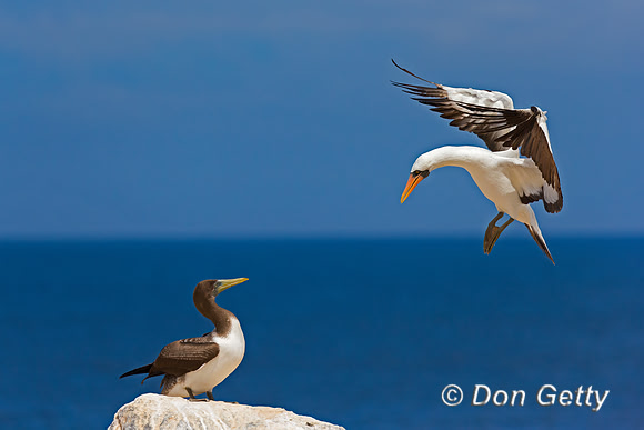 Nazca Booby