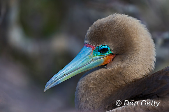 Red-footed Booby