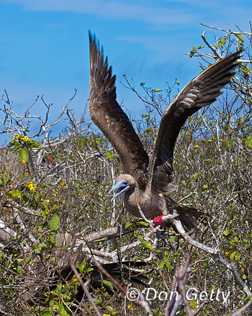 Red-footed Booby