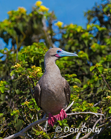 Red-footed Booby