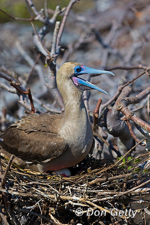 Red-footed Booby