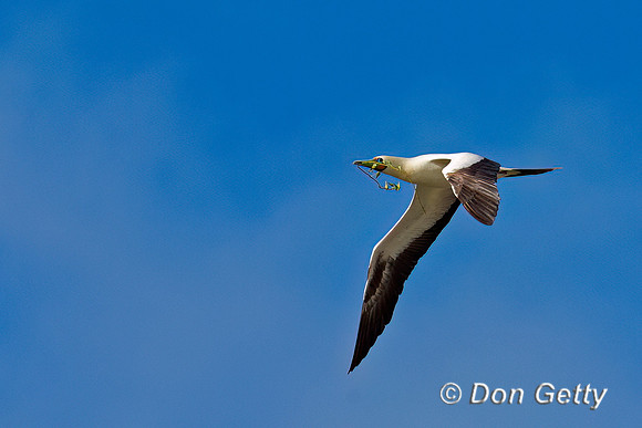 Red-footed Booby