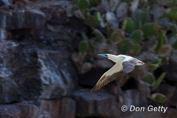 Red-footed Booby