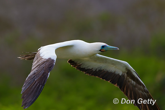 Red-footed Booby