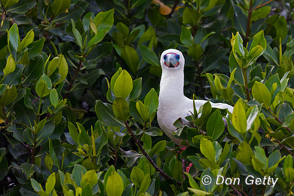 Red-footed Booby