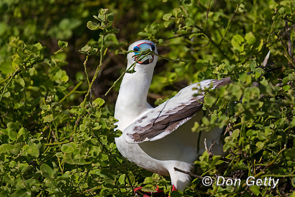 Red-footed Booby