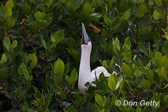 Red-footed Booby