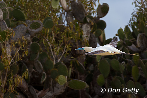 Red-footed Booby