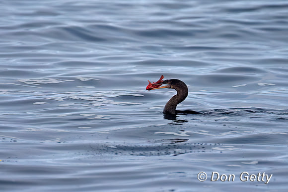 Flightless Cormorant