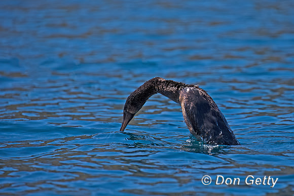 Flightless Cormorant