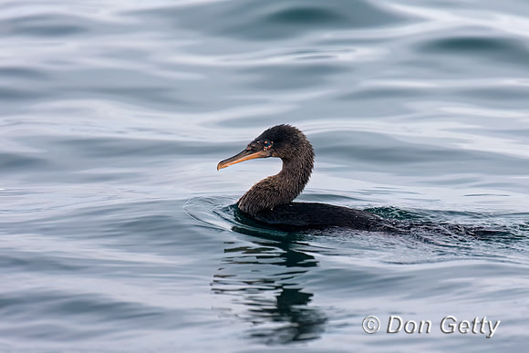 Flightless Cormorant