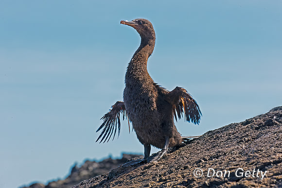 Flightless Cormorant