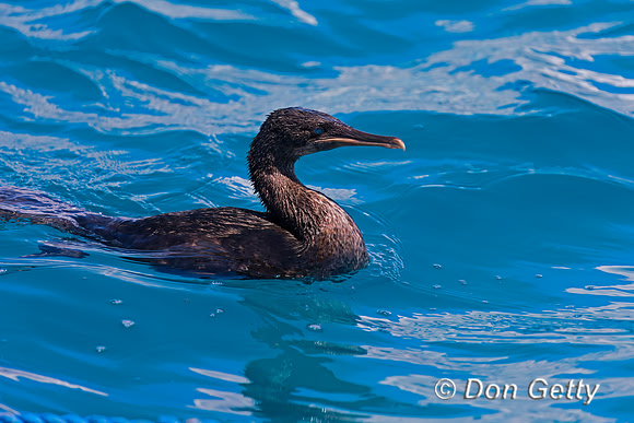 Flightless Cormorant