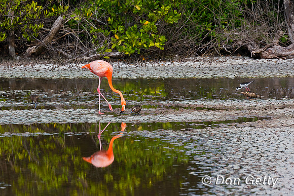 American Flamingo