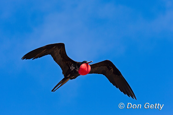 Frigatebird