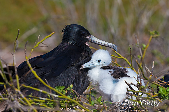 Great Frigatebird