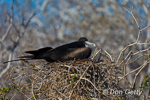 Great Frigatebird