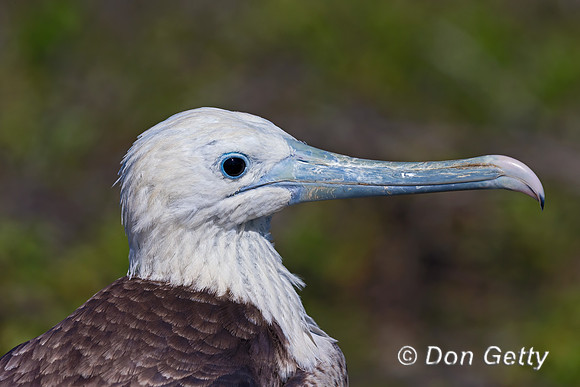 Great Frigatebird