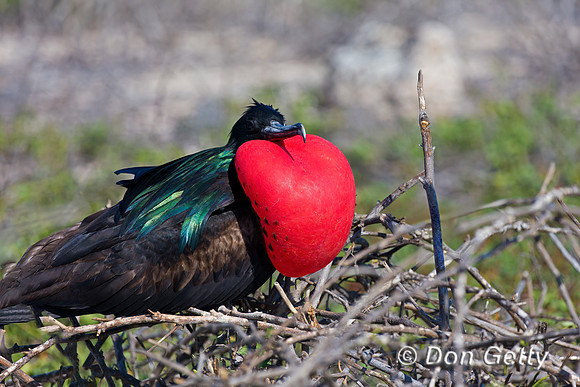 Great Frigatebird