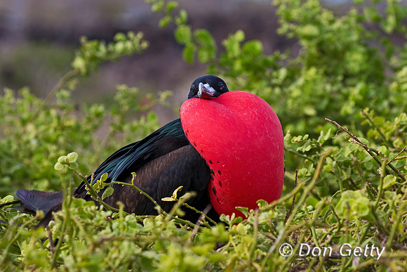 Great Frigatebird