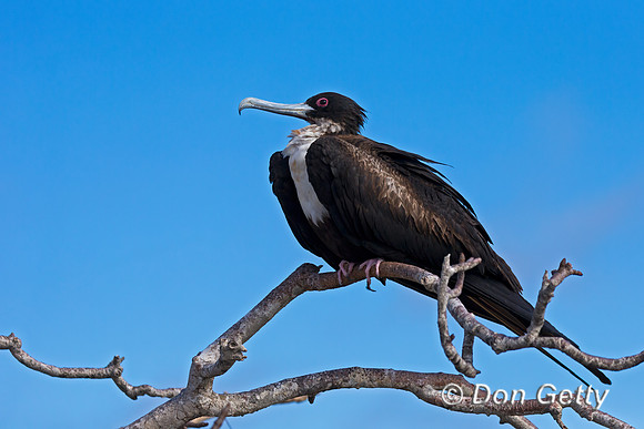 Great Frigatebird