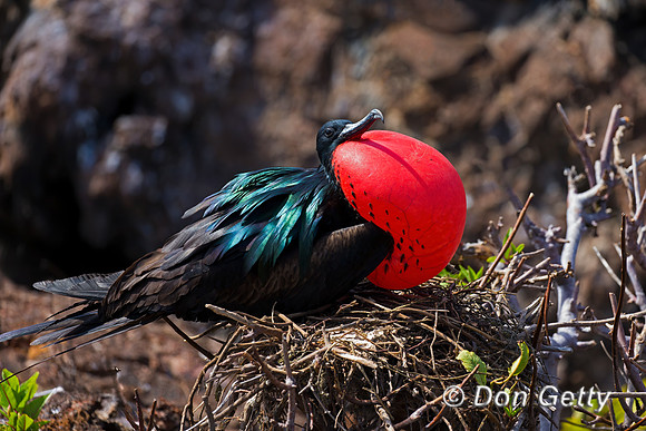 Great Frigatebird