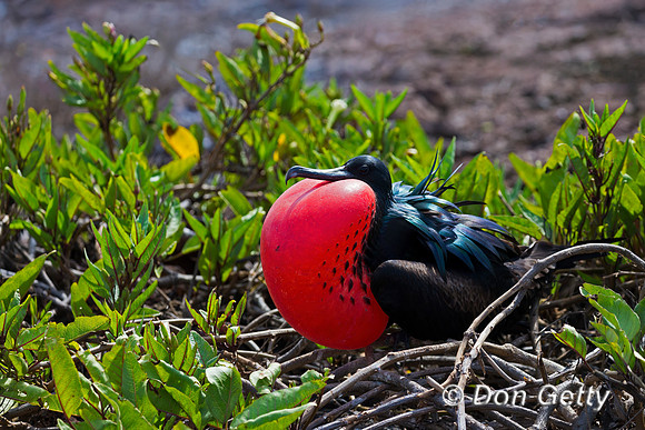 Great Frigatebird