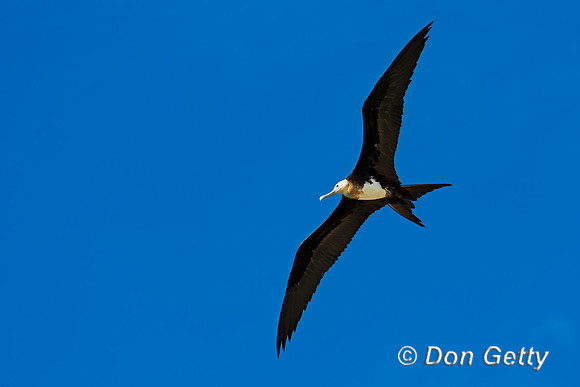 Great Frigatebird