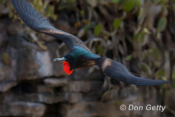 Great Frigatebird