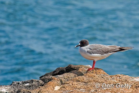 Swallow-tailed Gull