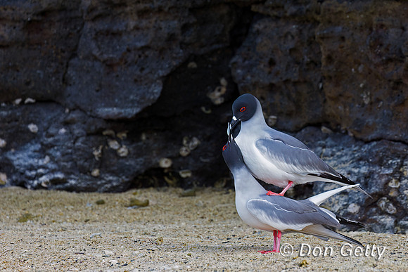 Swallow-tailed Gull