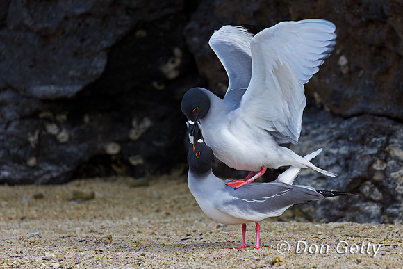 Swallow-tailed Gull