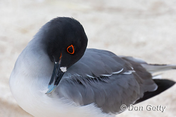 Swallow-tailed Gull