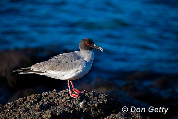 Swallow-tailed Gull