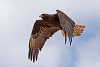 Galapagos Hawk