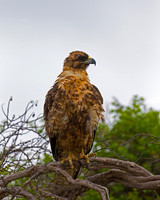Galapagos Hawk