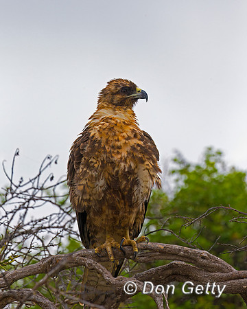 Galapagos Hawk